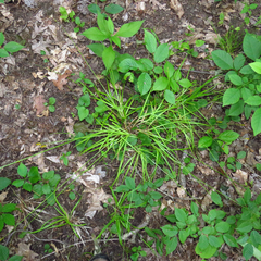 Carex cephaloidea