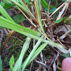 Carex cephaloidea