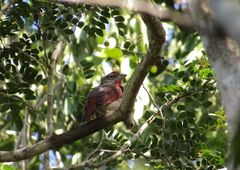 Piranga roseogularis