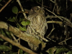 Megascops guatemalae