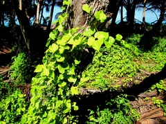 Aristolochia pentandra
