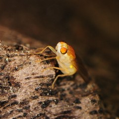Chyromyidae