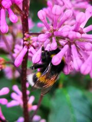 Bombus