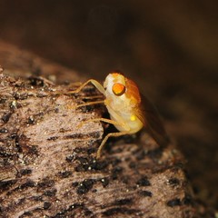 Chyromyidae
