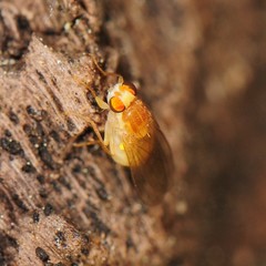 Chyromyidae