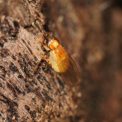 Chyromyidae