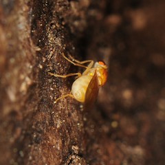 Chyromyidae