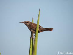 Campylorhynchus yucatanicus