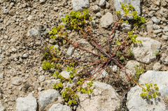 Euphorbia petrophila