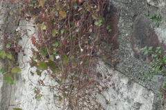 Cymbalaria muralis