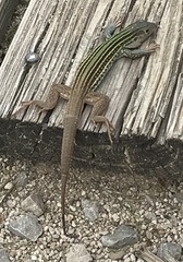 Aspidoscelis gularis