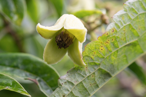 Clematis buchananiana observed 2024-07-18