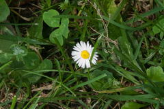 Bellis perennis