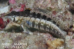 Parapercis australis