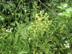 Scrophularia smithii