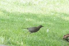 Turdus merula