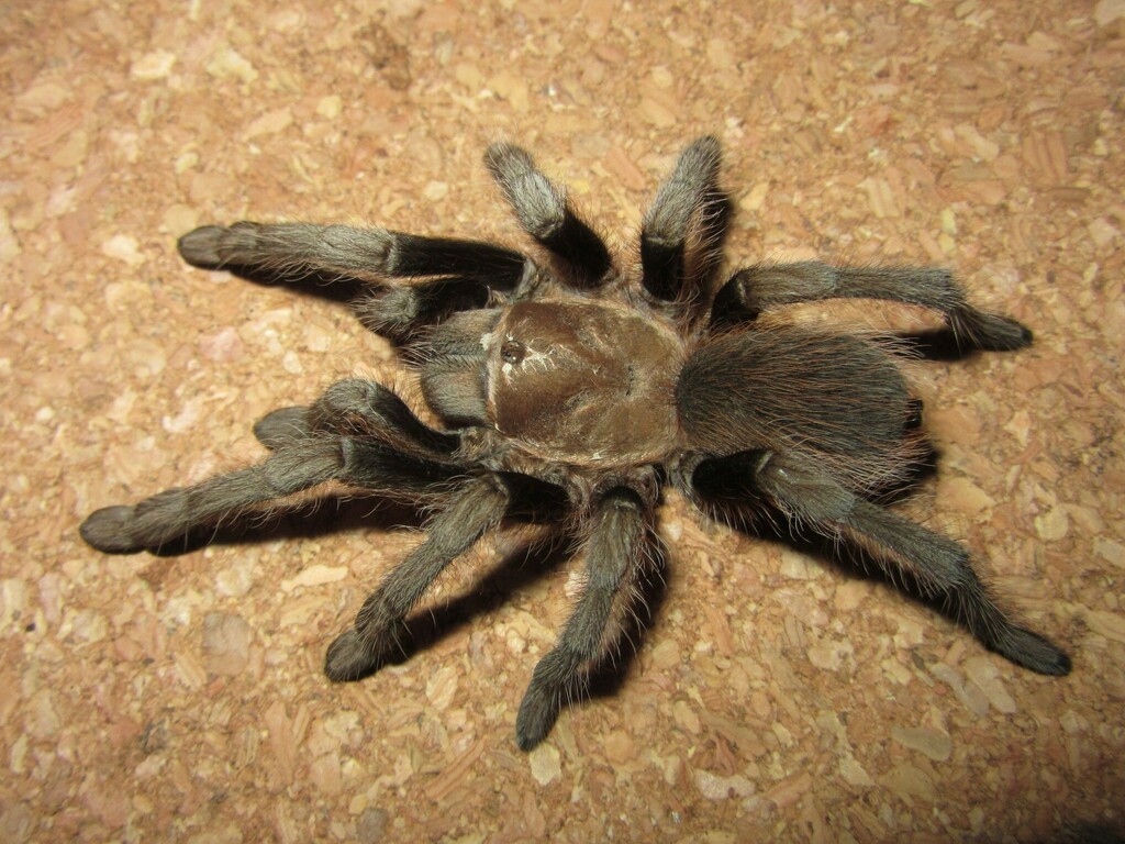 Texas Black Spot Tarantula from Val Verde County, TX, USA on July 10 ...