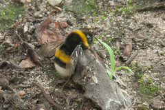 Bombus terrestris