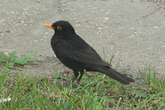 Turdus merula