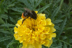 Bombus