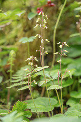 (c) Morten Ross, some rights reserved (CC BY) Tiarella polyphylla, photograph (c) Morten Ross, some rights reserved (CC BY)