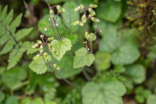 Tiarella polyphylla, photograph 6