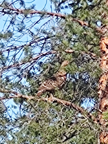 Western Capercaillie