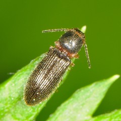 Tetralimonius nimbatus