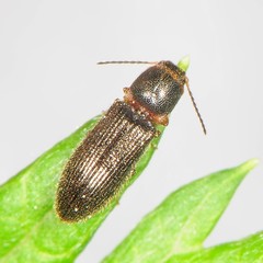 Tetralimonius nimbatus