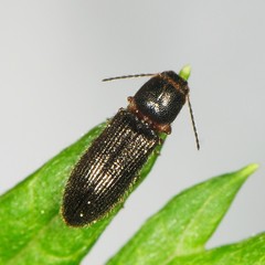 Tetralimonius nimbatus