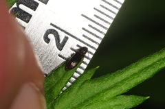 Tetralimonius nimbatus