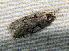 Semioscopis
