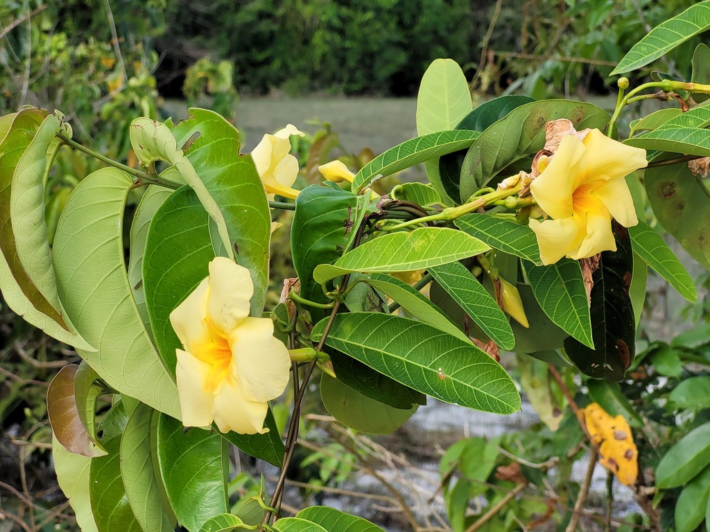 Odontadenia geminata