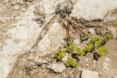 Euphorbia petrophila