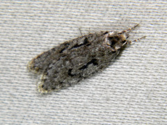 Semioscopis