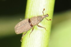 Dryophthorus americanus