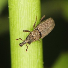 Dryophthorus americanus