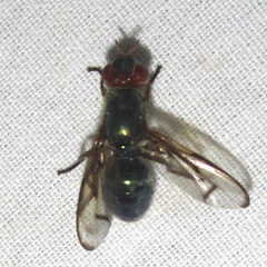 Senopterina caerulescens