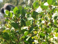 Sideroxylon americanum