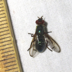 Senopterina caerulescens