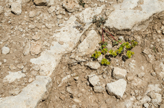 Euphorbia petrophila