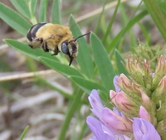 Anthophora montana