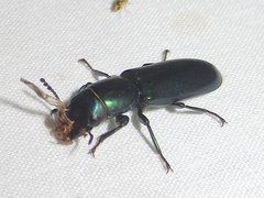Temnoscheila acuta