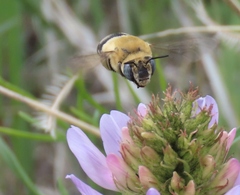 Anthophora montana