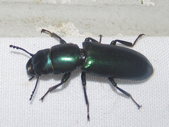 Temnoscheila acuta