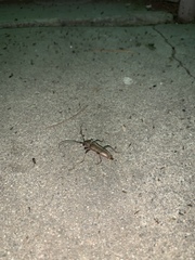 Limacus flavus