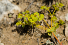 Euphorbia petrophila