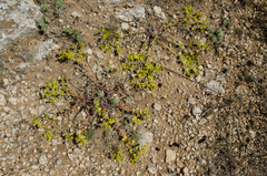 Euphorbia petrophila