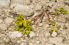 Euphorbia petrophila