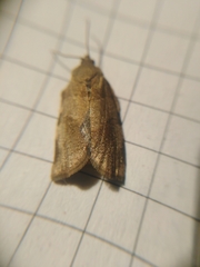 Choristoneura hebenstreitella